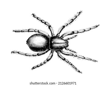 Wolf spider. Vintage vector illustration. Halftone style.