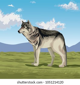 Wolf in the valley