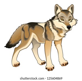 Wolf. Vector and cartoon isolated character