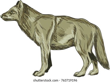 Wolf vector drawing illustration