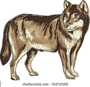 Wolf vector drawing illustration