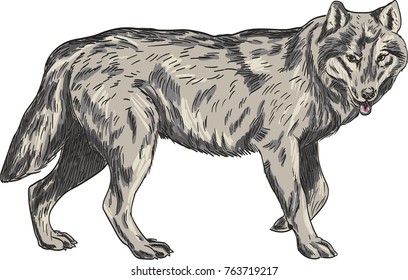 Wolf vector drawing illustration