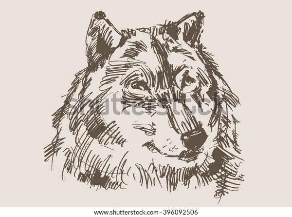 Wolf Vector Hand Draw Sketch Stock Vector Royalty Free