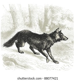 Wolf - Vintage engraved illustration - "Cent récits d'histoire naturelle" by C.Delon published in 1889 France