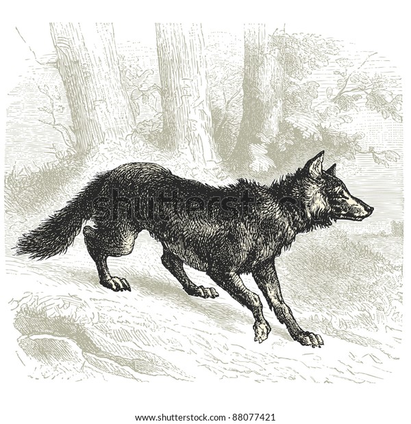 Wolf Vintage Engraved Illustration Cent Dhistoire Stock Vector (Royalty ...