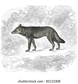 Wolf - vintage engraved illustration - "Histoire naturelle" by Buffon and Lacépède published in 1881 France