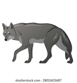 Wolf walking in a natural setting during daylight hours in a forest environment