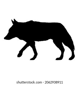 Wolf Walking Side View Vector Black Silhouette Illustration