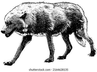 Ilustración del vector de caminar del lobo sobre fondo blanco 
