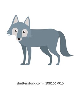 Wolf wild animal