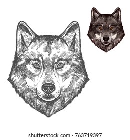 Wolf wild animal sketch vector icon. Wild gray or timber wolf muzzle symbol for wildlife fauna and zoology or hunting sport team trophy and nature zoo adventure club