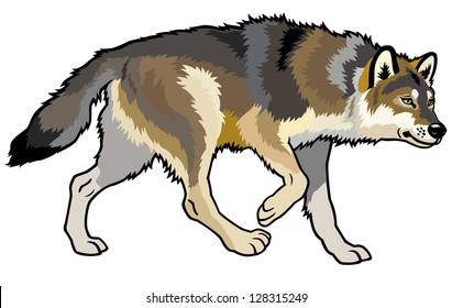 wolf,canis lupus,wild animal of eurasia,side view picture isolated on white background