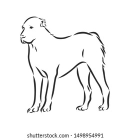 Wolfhound dog, contour vector illustration 