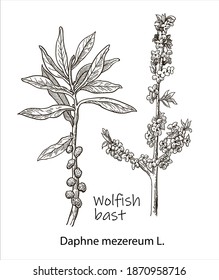 Wolfish bast, vintage engraved illustration. More realistic botanical vector illustration. Image for your design.