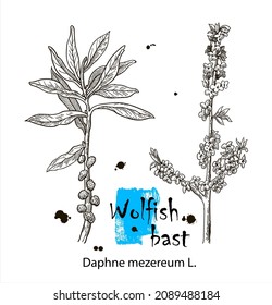 Wolfish bast, vintage engraved illustration. More realistic botanical vector illustration. Image for your design.