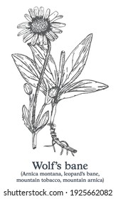 Wolf's bane. Vector hand drawn plant. Vintage medicinal plant sketch.