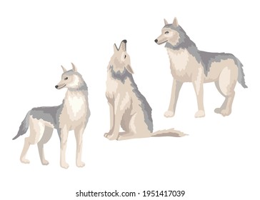 Wolfs in different poses, a dog is sitting, standing and howls. Vector character, childish illustration of zoology. Isolated object on a white background.