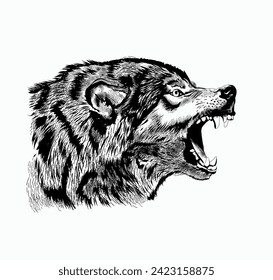 wolf's head on a white background, sketch