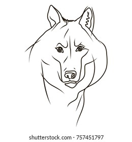 wolf-sketch, vector illustration