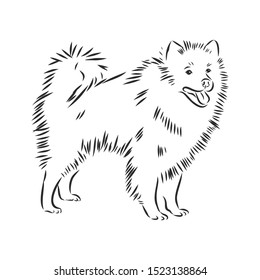 Wolfspitz dog sketch, contour vector illustration 