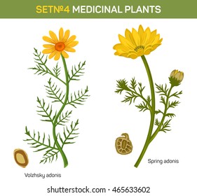 Wolgensis and spring adonis flowering medicinal plant with crossed seeds. Herbal garden plants in blossom with leaves. Can be used for herbalism or medicine book, schoolbook theme