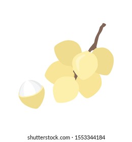 Wollongong simple isolated vector, Fruit