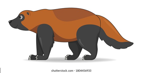 Wolverine animal standing on a white background. Cartoon style vector illustration