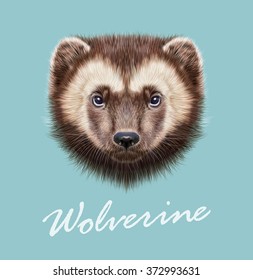 Wolverine Animal. Vector Illustrated Portrait of Wolverine on blue background.