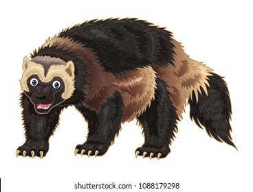 Wolverine cartoon illustration with hairy body & funny face