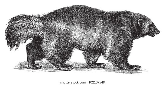 Wolverine or Glutton (Gulo borealis) / vintage illustration from Brockhaus Konversations-Lexikon 1908