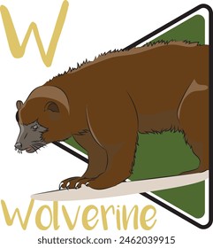 The wolverine is the largest land-dwelling member of the family Mustelidae. It is a muscular carnivore and a solitary animal. Wolverines are also adept scavengers. A hungry wolverine might travel far.