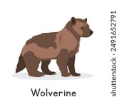 Wolverine vector illustration, cartoon clipart character, animal in flat style. Wild animals, wild creatures, wildlife concept. Wolverine vector design isolated on white background