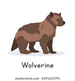 Wolverine vector illustration, cartoon clipart character, animal in flat style. Wild animals, wild creatures, wildlife concept. Wolverine vector design isolated on white background