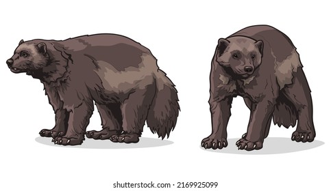 Wolverine vector illustration. Two wolverines isolated on white background.