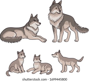 Wolves family - parents and three cubs. Contoured and colored Vector illustration.