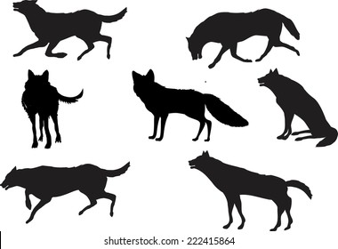 The wolves pack. Wolvws in different poses