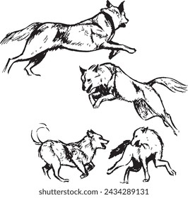 Wolves running and playing ink illustrations. Animals black and white drawing. Canine mammal species sketches group. Wildlife. Sketchy pen and ink style. 