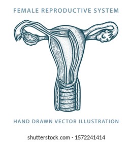 Woman Anatomy Female Reproductive System Hand Stock Vector (Royalty ...