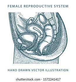 Woman Anatomy. Female Reproductive System Hand Drawn Vector Illustration. Female Medical Sketch Drawing. Part Of Set. 