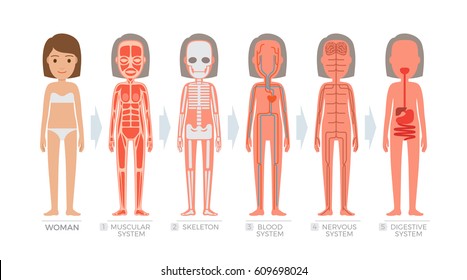 Illustration Of Woman\'S Internal Organs - Anatomical 3d Illustration