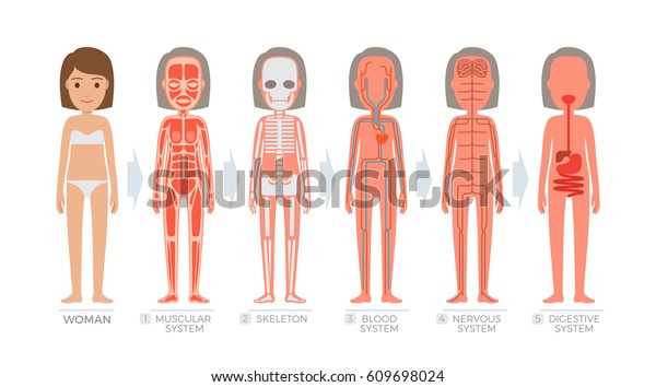 白い背景に女性の解剖学システムと人体の構造 筋肉 血神経 消化器系 女性の骨格のベクターイラスト 手描きのパターンフラットデザイン のベクター画像素材 ロイヤリティフリー