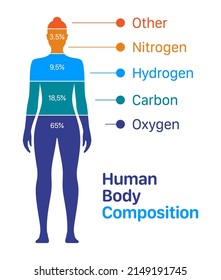 Woman body composition chart vector illustration. Percentage list of chemical elements contained within a human body.