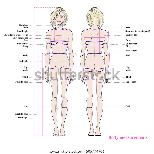 Human Body Height Chart