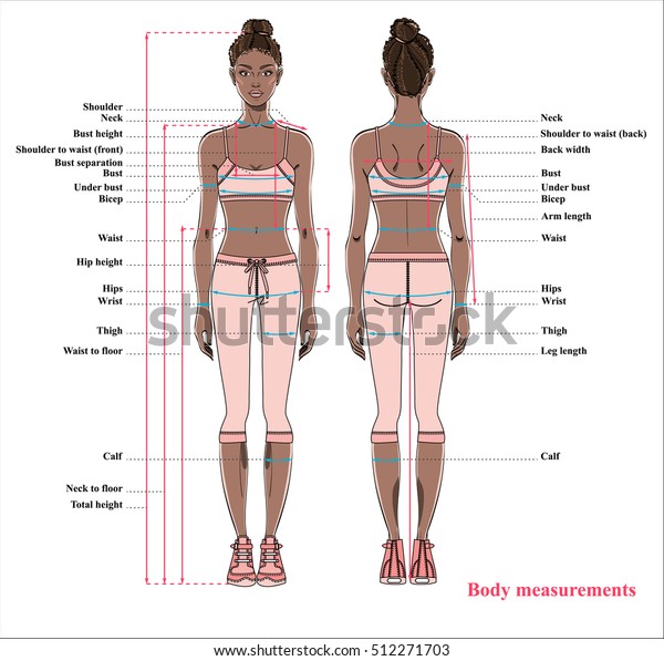 Female body measurements