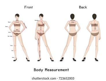 Woman body measurement for sewing clothes, front and back views. Model in underwear. Vector Illustration