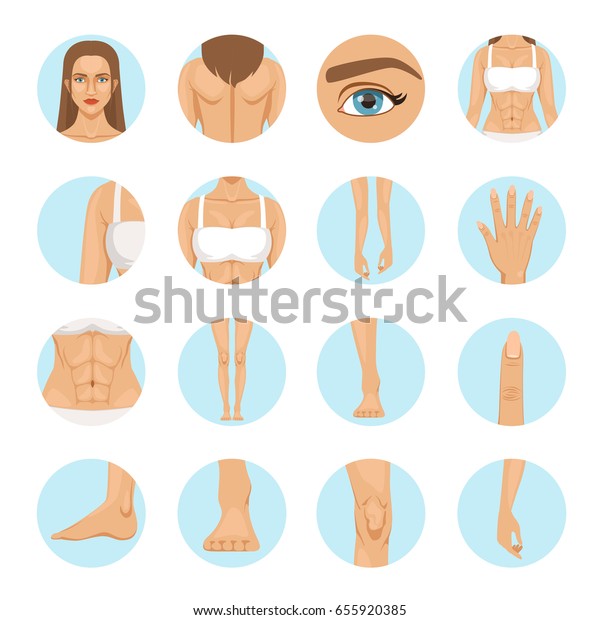 Woman body parts. Human anatomy vector illustration isolate on white