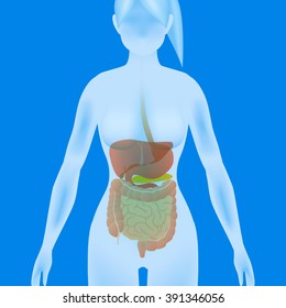 woman body silhouette digestive organs, vector illustration