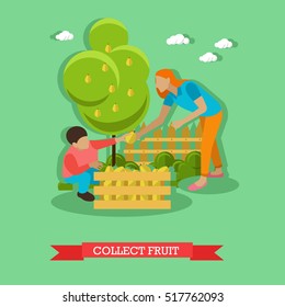 Woman with boy gathering pears in garden and putting them into wooden box. Collecting fruit in orchard. Gardening concept vector illustration in flat style