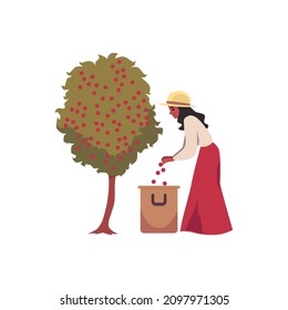 Woman cartoon character picking coffee beans from tree, flat vector illustration isolated on white background. Agricultural process of coffee harvesting.
