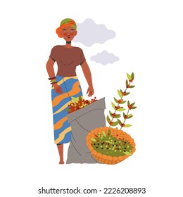 Woman Character Harvesting Coffee Picking Fresh Fruit in Basket Vector Illustration